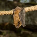 bat hanging on tree