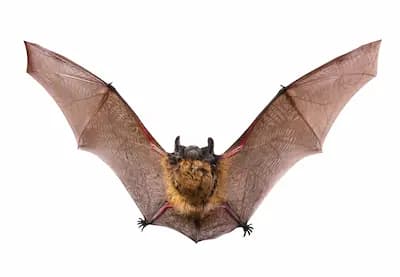 bat removal ajax