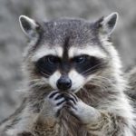 raccoon