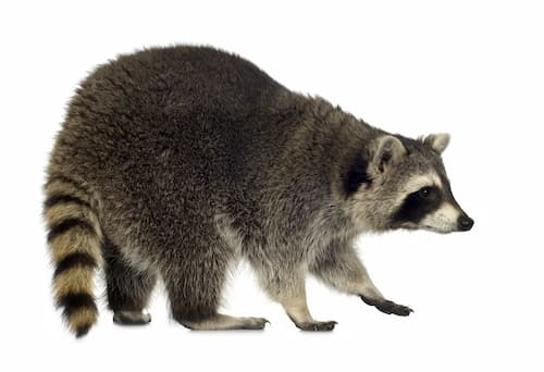 raccoon removal ajax