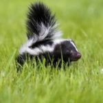 skunks in garden