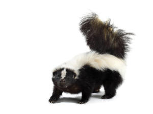 skunk removal ajax