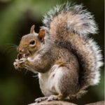 squirrel